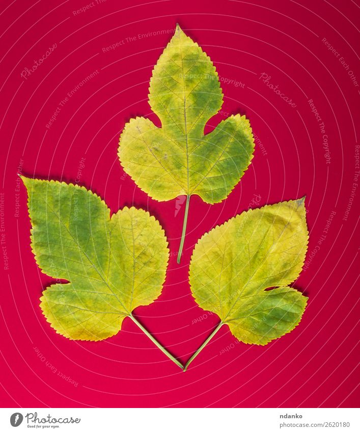 drei gelbe Blätter Pflanze Blatt Wachstum frisch hell klein natürlich grün rot Farbe Idee Hintergrund Botanik geblümt Zerbrechlichkeit Maulbeere eine organisch
