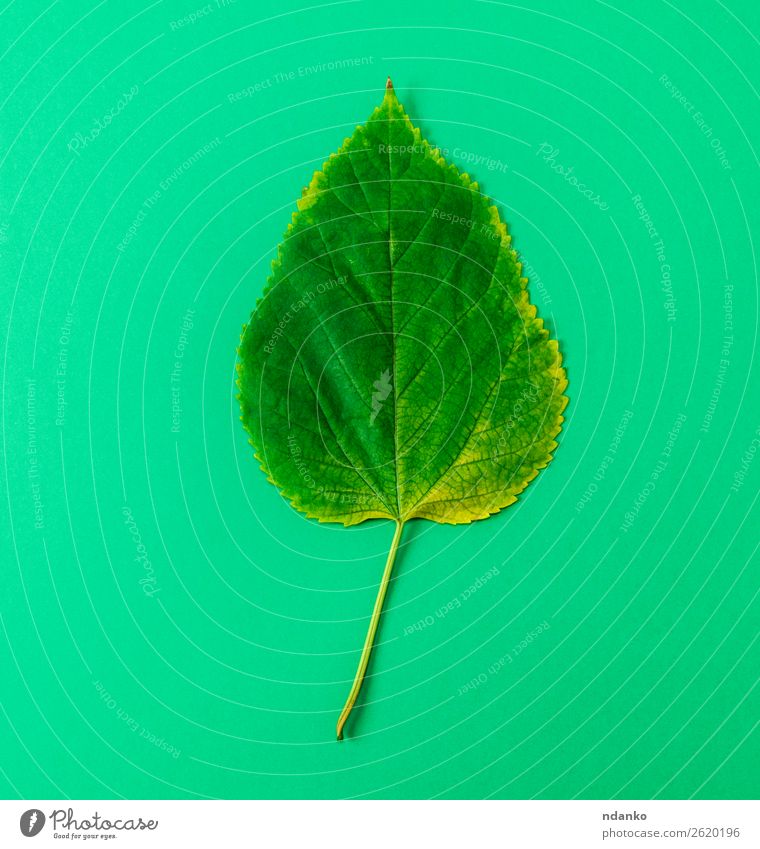 grünes Maulbeerblatt auf grünem Hintergrund Umwelt Natur Pflanze Baum Blatt klein natürlich Farbe Idee Maulbeere eine Einfachheit Zerbrechlichkeit geblümt