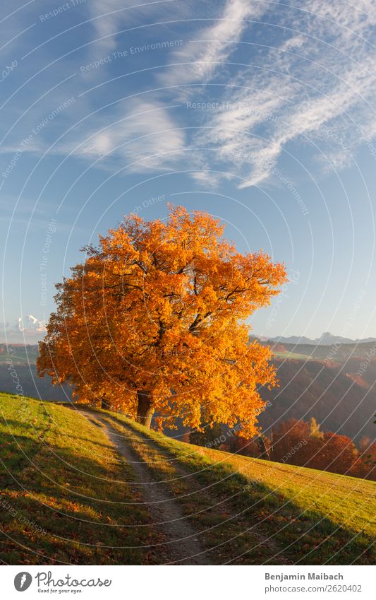 Herbstlicher Baum in der Abendsonne Ausflug Freiheit wandern Umwelt Natur Pflanze Himmel Klima Schönes Wetter Hügel Wege & Pfade gelb gold Einsamkeit Farbe