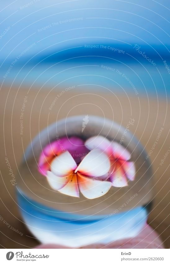 Tropische Inselfarben mit Blumen in Glaskugelreflexion schön Ferien & Urlaub & Reisen Tourismus Strand Meer Natur Landschaft Sand Küste Kugel Globus