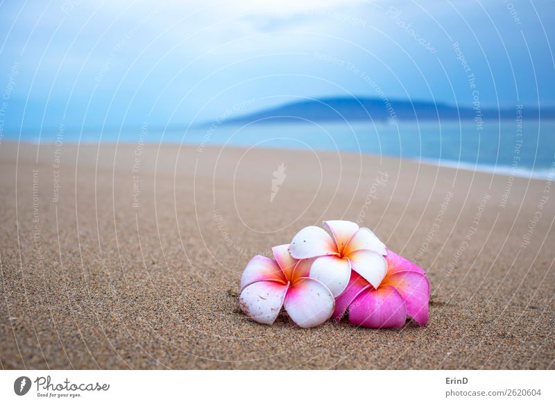 Drei Plumeria-Blüten auf Sand mit Insel und Meer schön ruhig Ferien & Urlaub & Reisen Tourismus Sommer Strand Natur Landschaft Pflanze Blume Küste Blumenstrauß