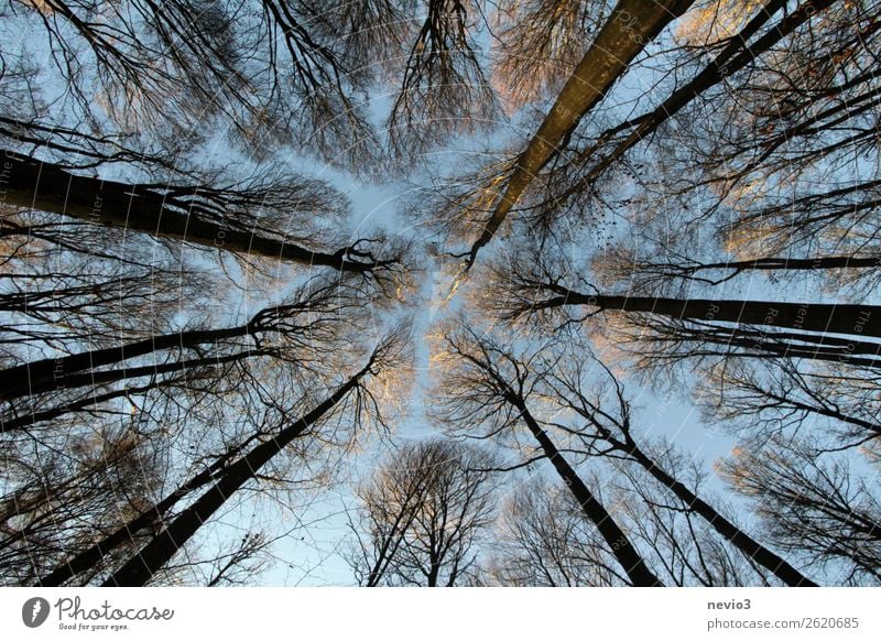 Kahle Baumkronen im winterlichen Wald Herbst Winter hoch kahl Ast Zweige u. Äste Laubbaum Jahreszeiten Wandel & Veränderung leer Waldlichtung Blick nach oben