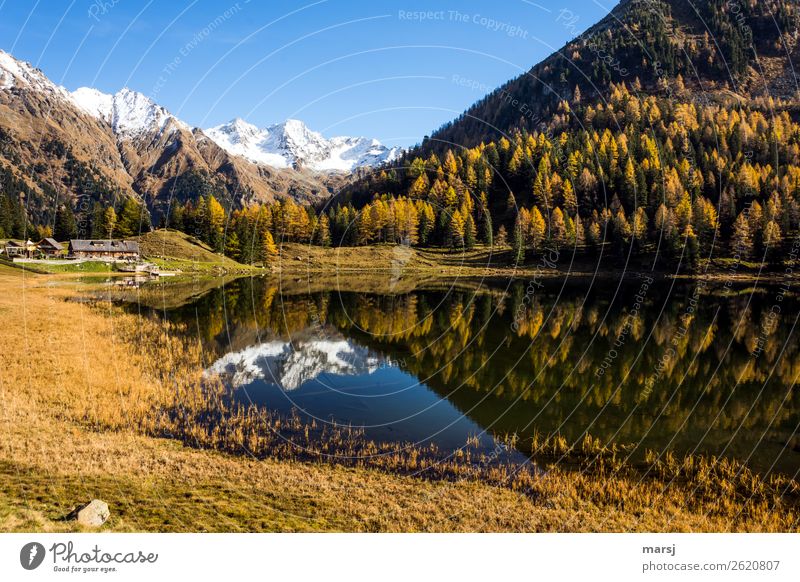 Herbst am Duisitzkarsee ruhig Ferien & Urlaub & Reisen Tourismus Ausflug Berge u. Gebirge wandern Natur Lärche Wald Alpen Schneebedeckte Gipfel See Gebirgssee