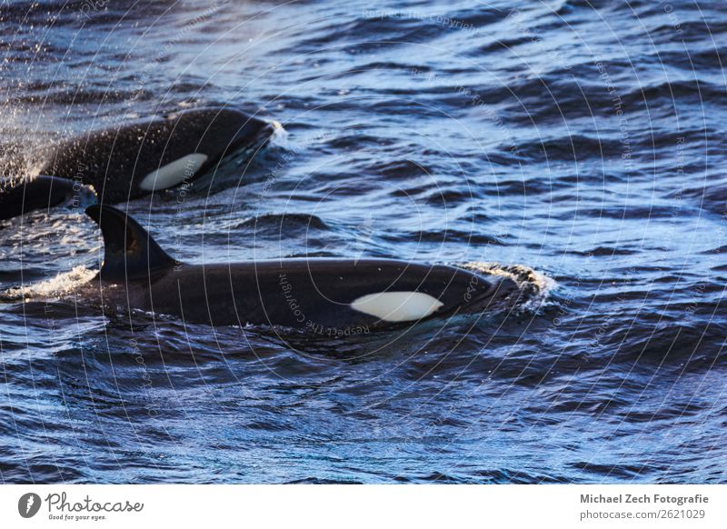 Orcas Grindwale, die in den atlantischen Near Andenes gefangen wurden. Meer Schnee Berge u. Gebirge Pilot Natur Tier Fisch grau Atlantik Lebewesen Sinkflug