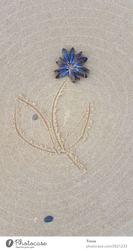 Blüte aus Muscheln auf Strandsand Blume Sand Zeichen außergewöhnlich Freizeit & Hobby Freude Ferien & Urlaub & Reisen Zufriedenheit Miesmuschel beige taupe