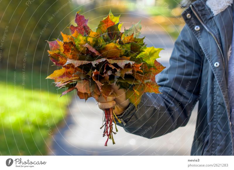 Herbstlicher Blätterstrauß Mensch Junge Frau Jugendliche Erwachsene Leben Körper 1 18-30 Jahre Blatt Klima nachhaltig Natur Umwelt Umweltschutz Herbstlaub
