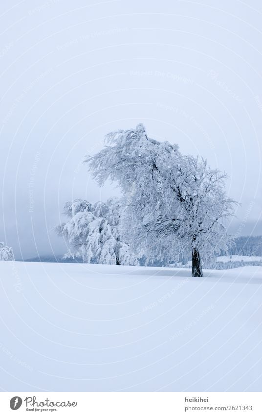 Unberührt - verschneite Bäume auf dem Schauinsland Ferien & Urlaub & Reisen Tourismus Ausflug Abenteuer Ferne Freiheit Winter Schnee Winterurlaub