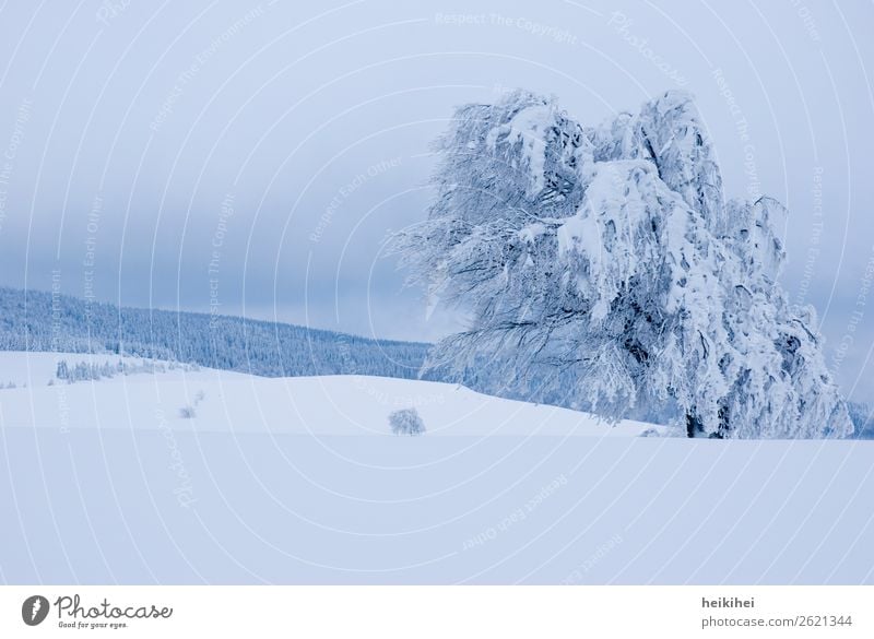 Wunderschön Winterlandschaft, verschneite Buche auf dem Schauinsland bei Freiburg Außenaufnahme Frost Eis Farbfoto Landschaft Tag Umwelt Pflanze Waldberg