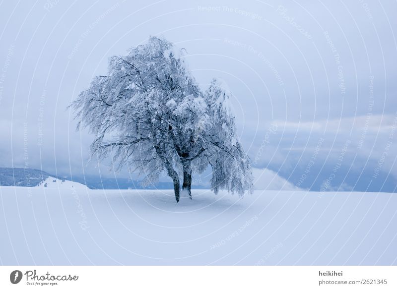 Einsamer, verschneiter Baum im Abendlicht Buche einsam weiß Winter Schnee Natur kalt Menschenleer Außenaufnahme Frost Eis Farbfoto Landschaft Tag Umwelt Pflanze