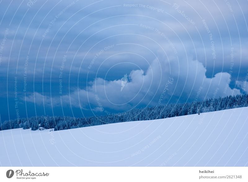 Winter- und Abendstimmung im Schwarzwald winterlich Schnee kalt Natur Frost Eis gefroren Kristallstrukturen blau Eiskristall frieren Raureif Außenaufnahme weiß