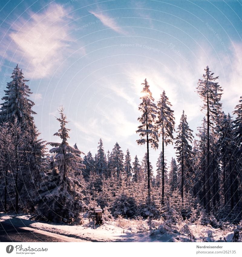 Spätwinterlich t II Sinnesorgane Erholung ruhig Natur Landschaft Pflanze Wolken Sonne Winter Klima Schönes Wetter Eis Frost Schnee Wald Straße glänzend blau