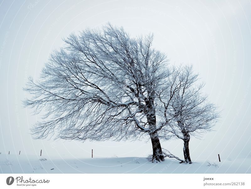 Wind Natur Winter Wetter Nebel Eis Frost Schnee Baum Feld Unendlichkeit hell grau schwarz weiß kalt Windflüchter Buche Schauinsland Farbfoto Gedeckte Farben