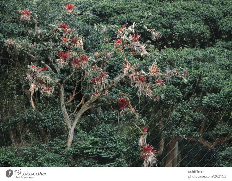 Baum ist besser als Topf Natur Tier Pflanze Kaktus Grünpflanze Topfpflanze Wald Urwald exotisch rot Bromelie Nebelwald Laubbaum Schmarotzer grün Unterholz