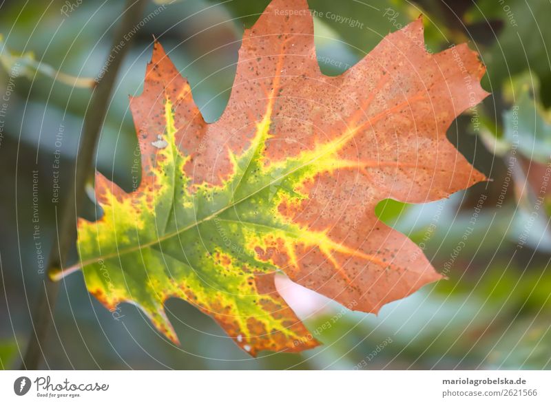 buntes Herbstblatt Natur Pflanze Tier Baum Blatt Garten Park Wald Stimmung Einsamkeit Freizeit & Hobby ruhig Zufriedenheit Farbfoto mehrfarbig Außenaufnahme