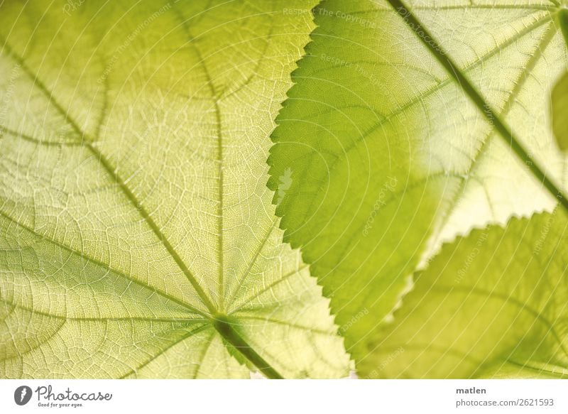 Zimmerlinde Pflanze Blatt Grünpflanze exotisch hell grün Blattadern Stengel Farbfoto Innenaufnahme Muster Strukturen & Formen Textfreiraum links