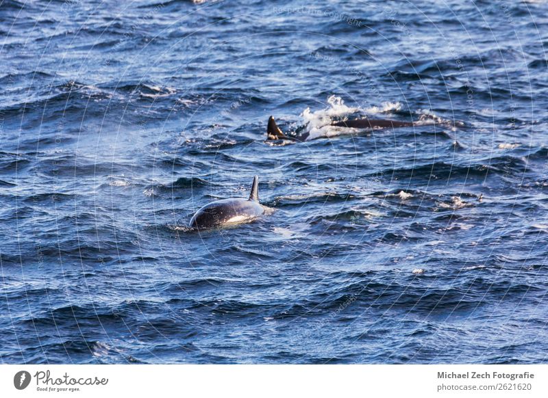 Orcas Grindwale, die in den atlantischen nahegelegenen Anden-Lofoten gefangen genommen werden. Meer Schnee Berge u. Gebirge Pilot Natur Tier Wildtier Fisch