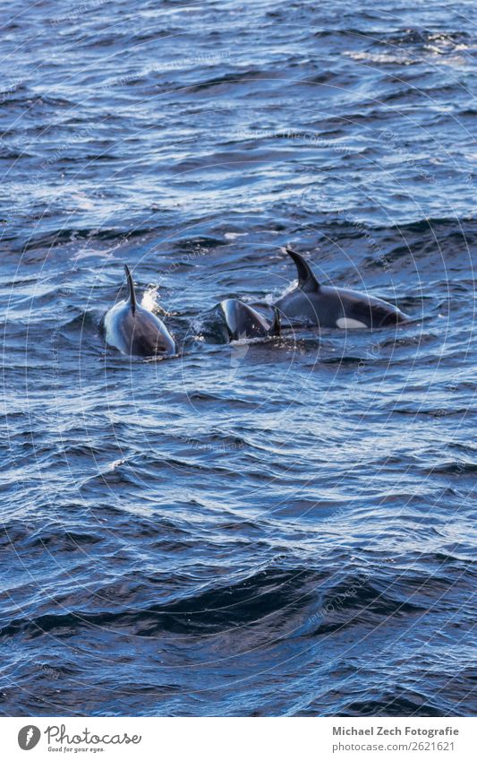 Orcas Grindwale, die in den atlantischen nahegelegenen Anden-Lofoten gefangen genommen werden. Meer Schnee Berge u. Gebirge Pilot Natur Tier Wildtier Fisch