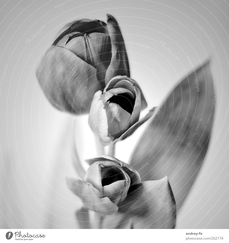 Tulpen Pflanze Blume schön grau ästhetisch elegant Kultur Kunst Blüte Schwarzweißfoto 3 Blatt Stillleben ruhig Blühend Quadrat Innenaufnahme Makroaufnahme
