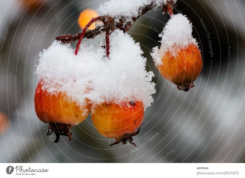 Zieräpfel in Orange mit Schneehaube Zierapfel Baum Apfel frisch kalt klein orange weiß Frucht Außenaufnahme Nahaufnahme Dämmerung Winter Schwache Tiefenschärfe
