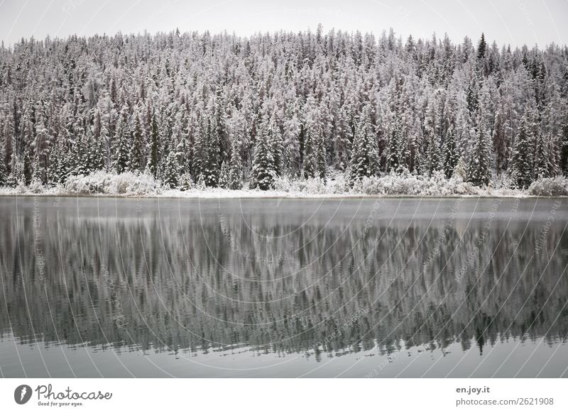 kälter Natur Landschaft Pflanze Winter Nadelbäume Tanne Fichte Wald Seeufer kalt weiß ruhig Klima Symmetrie Ferien & Urlaub & Reisen Kanada Winterwald