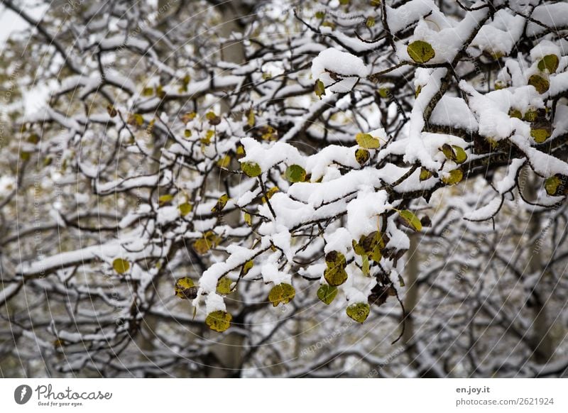 Verwandlung | von grün zu weiß Natur Landschaft Pflanze Winter Schnee Baum Ast Zweige u. Äste Blatt Espe Birke Wald kalt Klima Wandel & Veränderung Herbst
