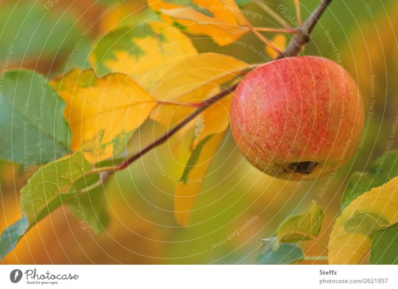 ein Apfel hängt am Apfelbaumzweig Apfelbaumblätter Apfelernte Frucht Obst Bio organisch Gartenobst Obsternte Lebensmittel gesunde Ernährung vegetarisch vegan
