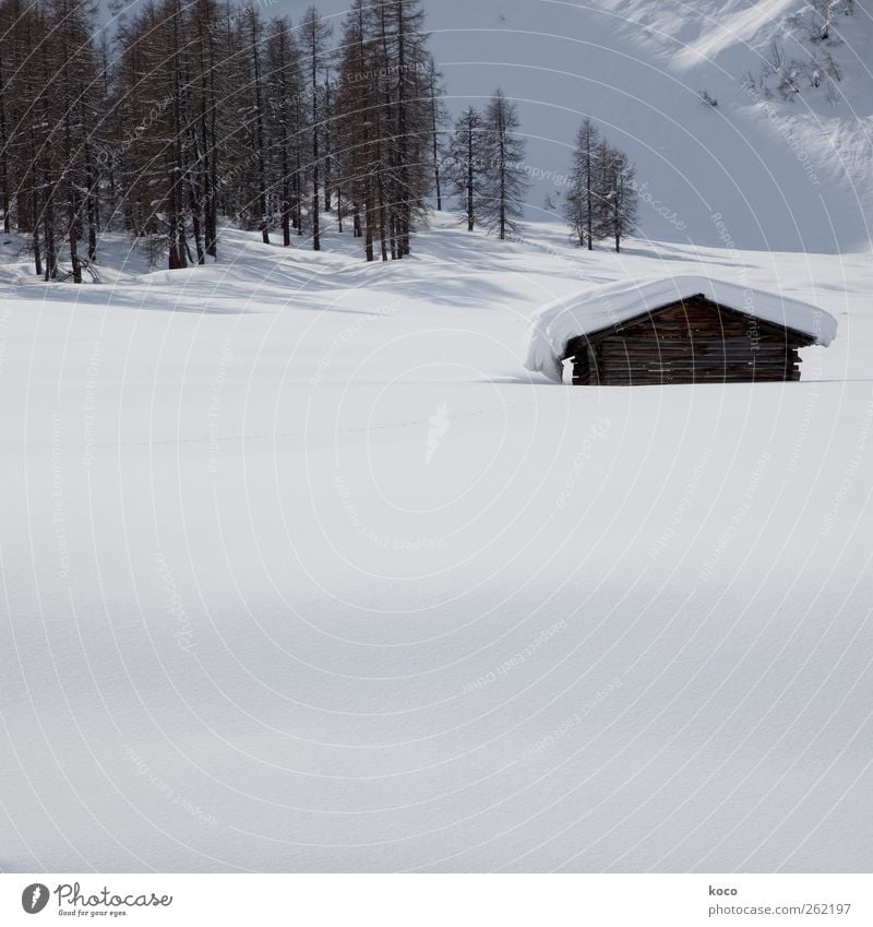 Hütte im Schnee Natur Landschaft Sonnenlicht Winter Schönes Wetter Baum Wald Berge u. Gebirge Menschenleer Haus Berghütte Holz alt authentisch einfach
