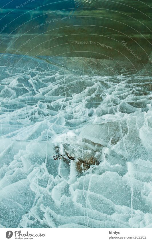 Faszination Eis Natur Wasser Winter Klima Frost Seeufer Teich ästhetisch außergewöhnlich kalt natürlich Kreativität Muster Linie bizarr schön mehrfarbig