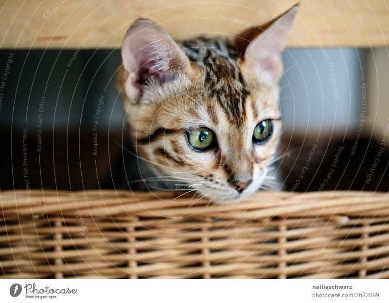 Bengal Katze im Korb Lifestyle Häusliches Leben Tier Haustier bengal bengal Katze 1 Tierjunges Flechtkorb Holz beobachten Erholung liegen warten frech