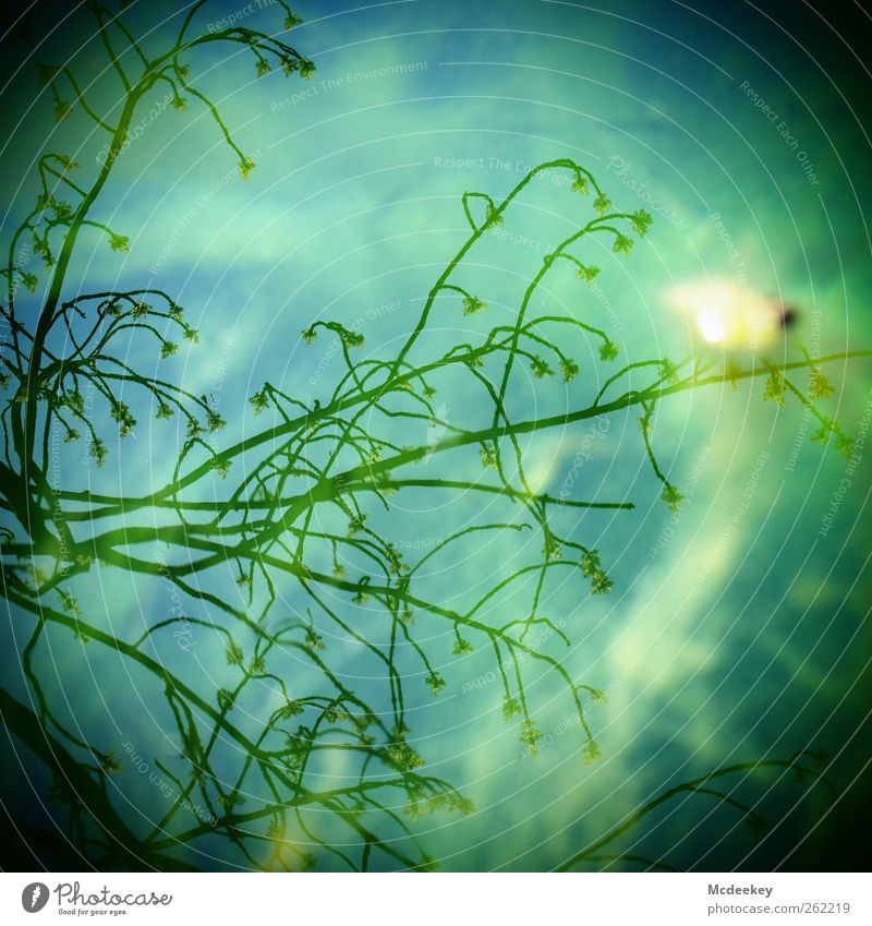 Nasser Spiegel der Hoffnung Umwelt Landschaft Pflanze Wasser Sommer Schönes Wetter Baum Blüte Park Unendlichkeit nass natürlich blau gelb grau grün schwarz weiß