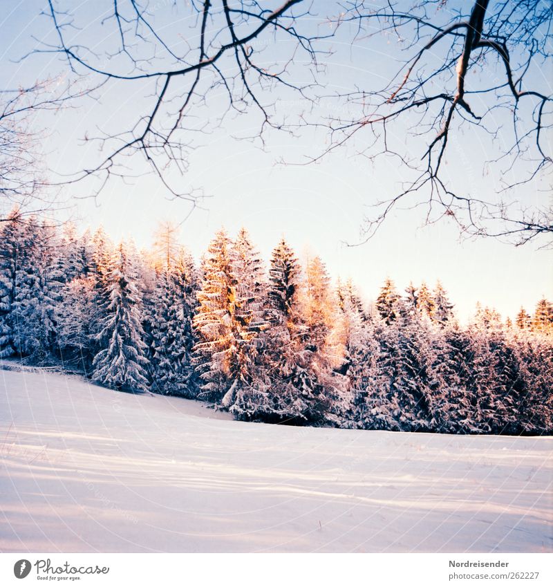 Spätwinterlich t III Sinnesorgane ruhig Winter Schnee Winterurlaub Weihnachten & Advent Silvester u. Neujahr Landschaft Pflanze Wolkenloser Himmel Sonne Klima