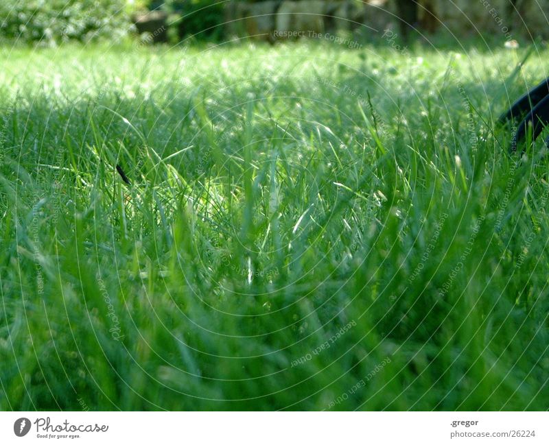 Gras Sommer Wiese grün Halmen