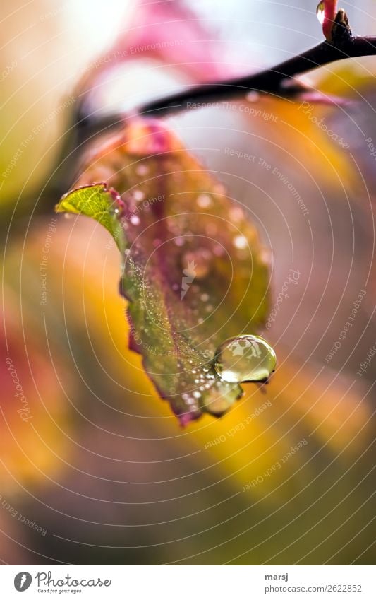 Perle im Herbst Natur Wassertropfen Blatt rund klein natürlich mehrfarbig frisch Erfrischung Farbfoto Außenaufnahme Makroaufnahme Menschenleer