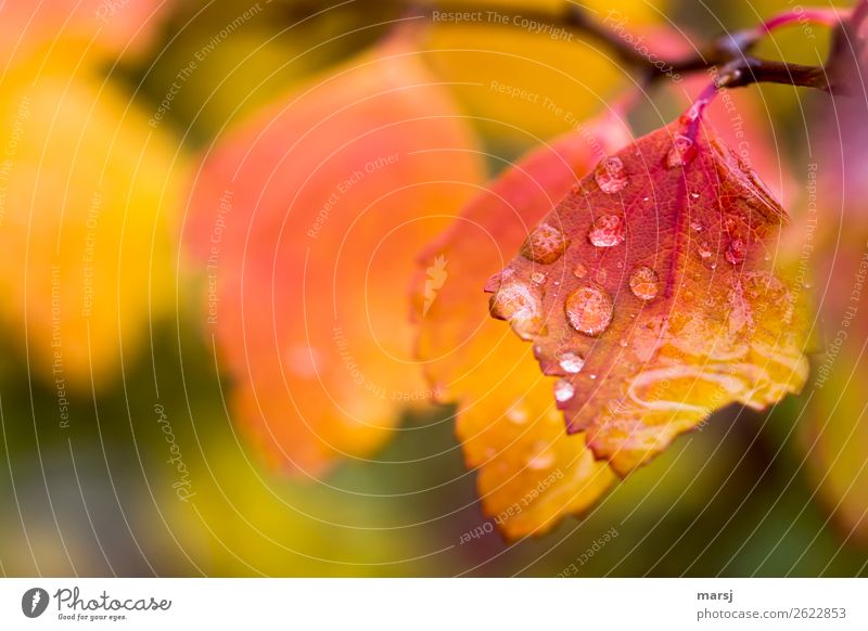 Regen kann doch so schön Leben Natur Wassertropfen Herbst schlechtes Wetter Blatt Herbstlaub leuchten außergewöhnlich Erfolg nass natürlich gelb orange rot