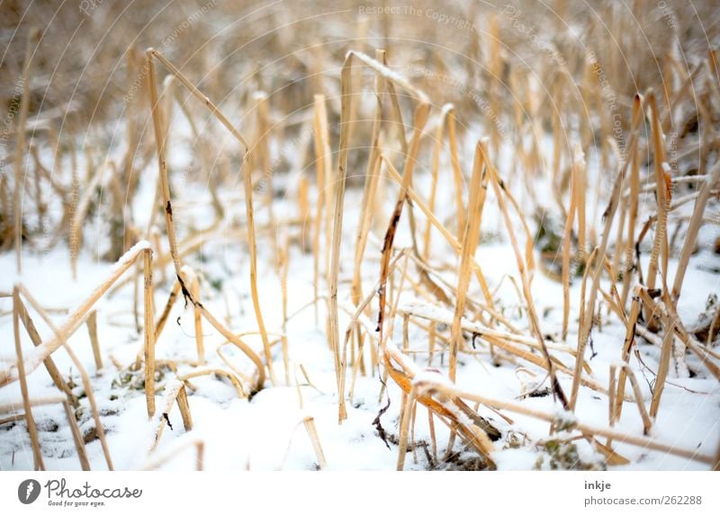 Schnee im Kornfeld Natur Winter Klima Eis Frost Wildpflanze Stroh Stoppelfeld Feld Menschenleer kalt trist trocken braun gelb weiß Gefühle Stimmung Wachstum
