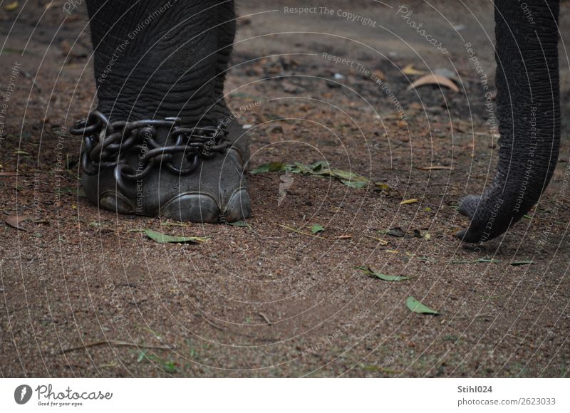 Fußkette Tier Nutztier Wildtier Elefant Elefantenhaut Rüssel 1 Kette Kettenglied Sicherungskette Metall hängen stehen bedrohlich groß stark wild grau Langeweile