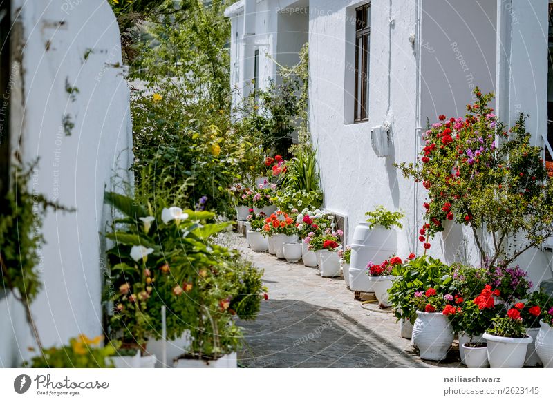 Impressionen aus Kreta im Sommer Crete Griechenland sonnig Urlaub reisen Eindruck Haus Schiff MEER Wasser Gebäude Örtlichkeit malerisch Landschaft Natur