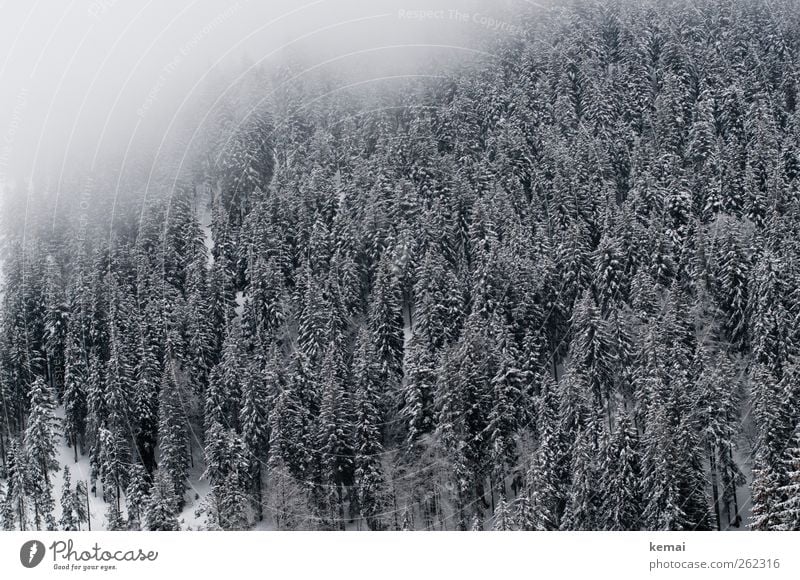 Eisiger Hauch Umwelt Natur Landschaft Pflanze Winter Klima schlechtes Wetter Nebel Frost Schnee Baum Grünpflanze Wildpflanze Tanne Fichte Fichtenwald Wald kalt