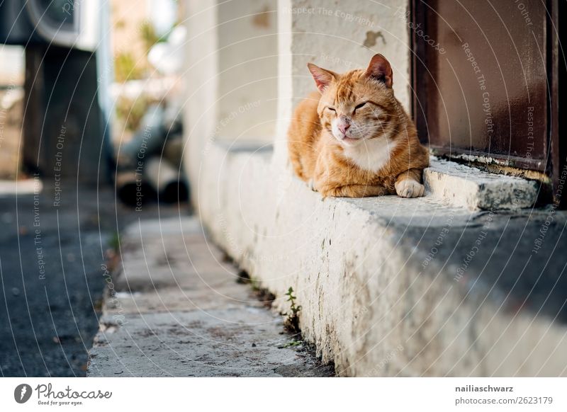 Straßenkatze Ferien & Urlaub & Reisen Tourismus Sommer Kreta Griechenland Dorf Menschenleer Mauer Wand Tier Haustier Katze 1 beobachten Erholung genießen hocken