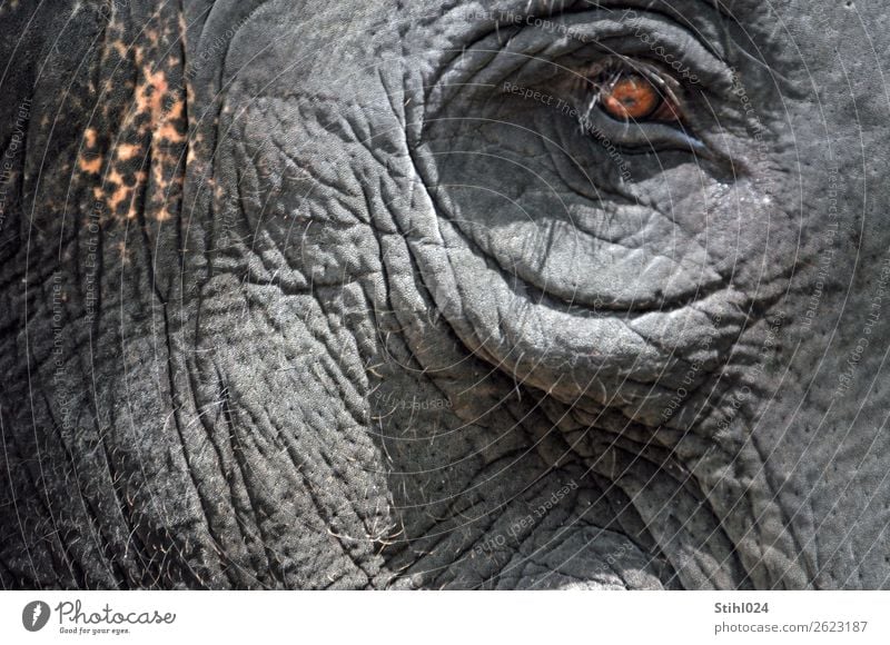 im Auge des Betrachters Tier Nutztier Wildtier Elefant Elefantenauge Elefantenhaut Augenbraue Augenring 1 beobachten Denken Blick alt Coolness dick exotisch