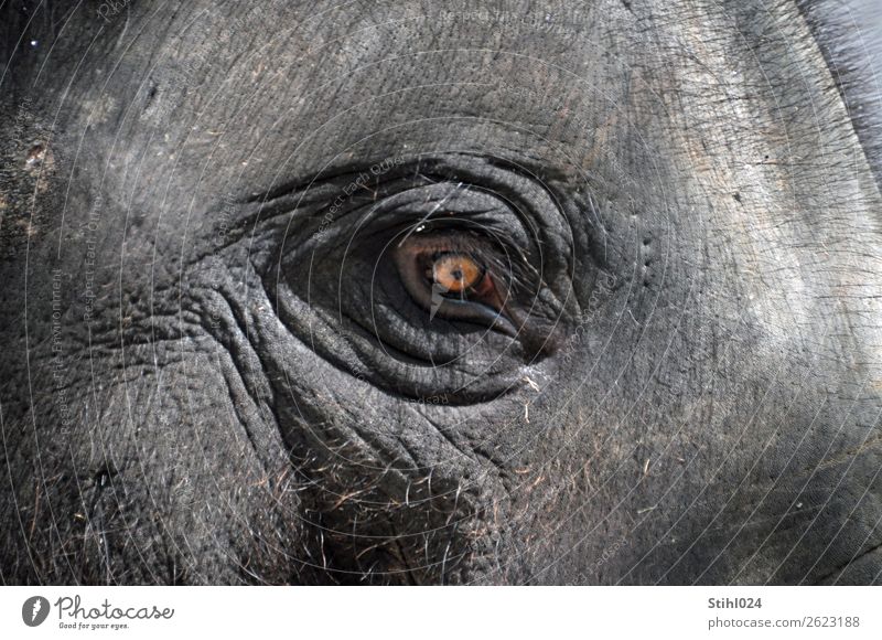 Augenblick Tier Nutztier Wildtier Tiergesicht Elefant Elefantenhaut Elefantenauge Blick Augenbraue haarig 1 beobachten Denken alt natürlich grau friedlich