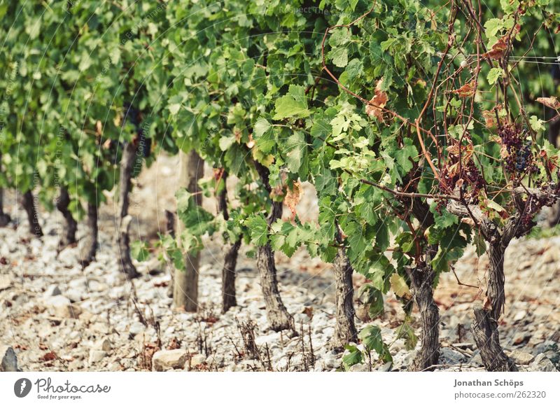 Der Weinberg III Sommer Umwelt Natur Pflanze Schönes Wetter Arbeit & Erwerbstätigkeit Weinlese Weintrauben Weinbau Landwirtschaft Reihe aufgereiht grün braun