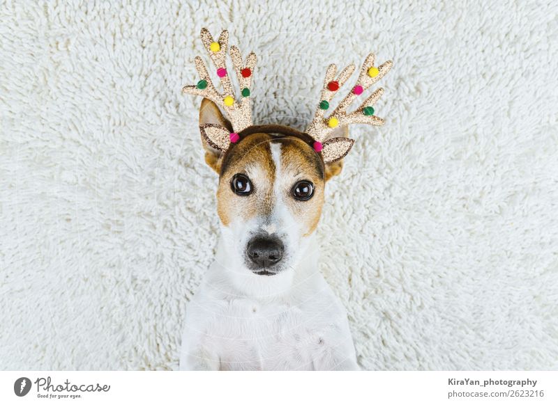 Süßer Hund in Weihnachtsgold Hirschhörner Freude Glück schön Gesicht Winter Dekoration & Verzierung Feste & Feiern Weihnachten & Advent Silvester u. Neujahr Hut