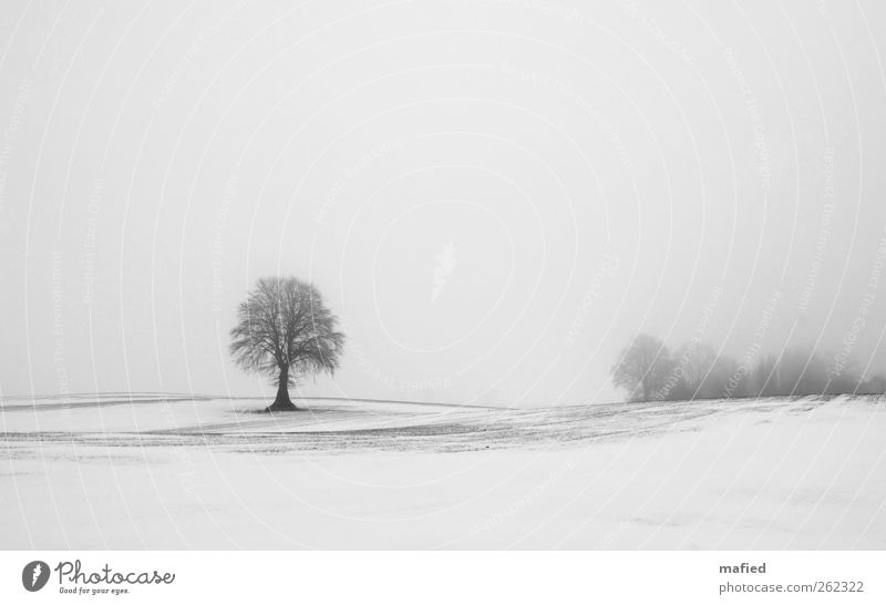 Fade To Grey Natur Landschaft Pflanze Erde Himmel Winter Wetter Nebel Eis Frost Schnee Baum Feld grau schwarz weiß Einsamkeit einzigartig Außenaufnahme