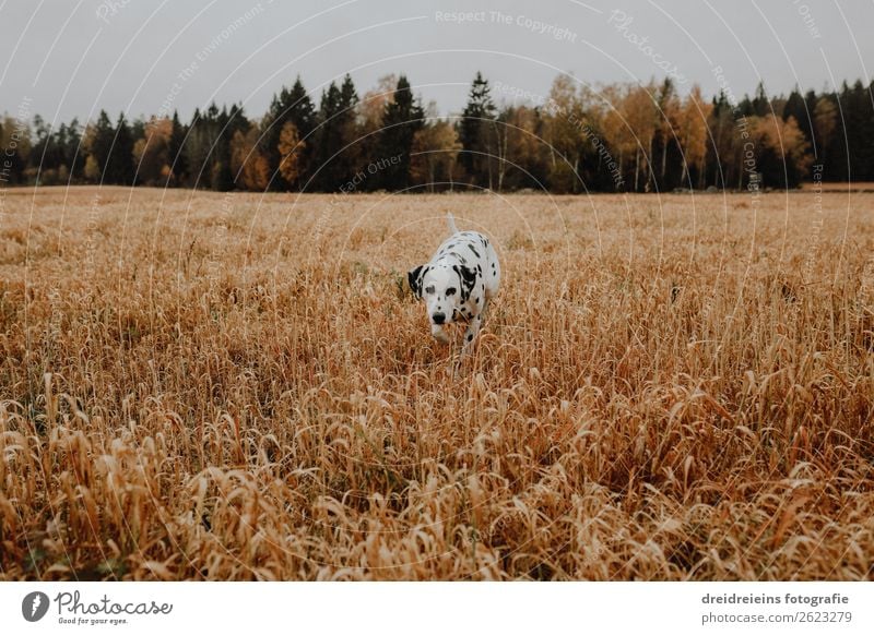 Hund Dalmatiner läuft durch Kornfeld Getreidefeld Farbfoto Treue schnuppern suchen Lebensfreude Naturliebe laufen Idylle Erwartung Zufriedenheit Optimismus