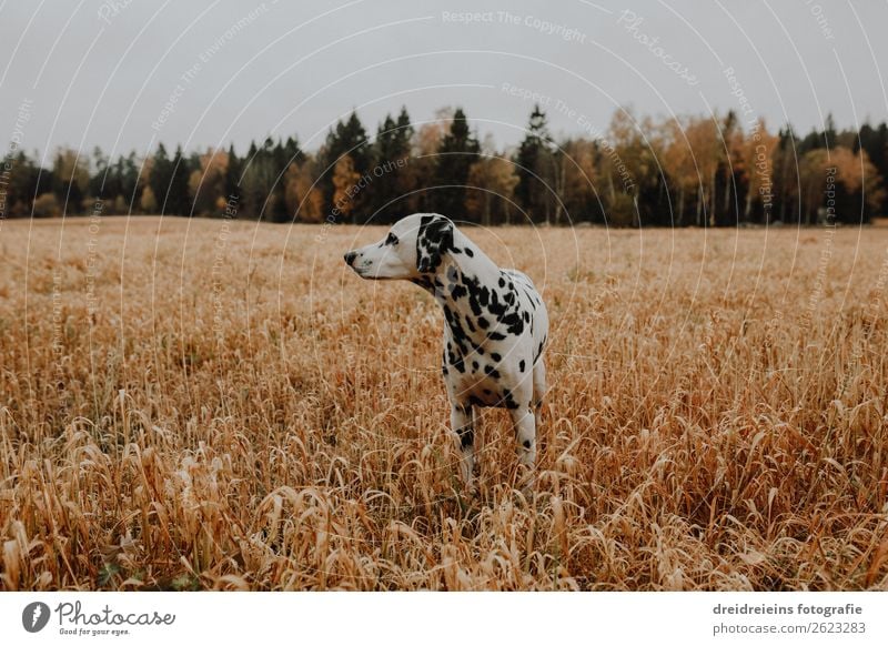 Hund Dalmatiner im Kornfeld Getreidefeld Feld Umwelt Natur Landschaft Nutzpflanze Tier Haustier beobachten Blick stehen warten ästhetisch achtsam Wachsamkeit