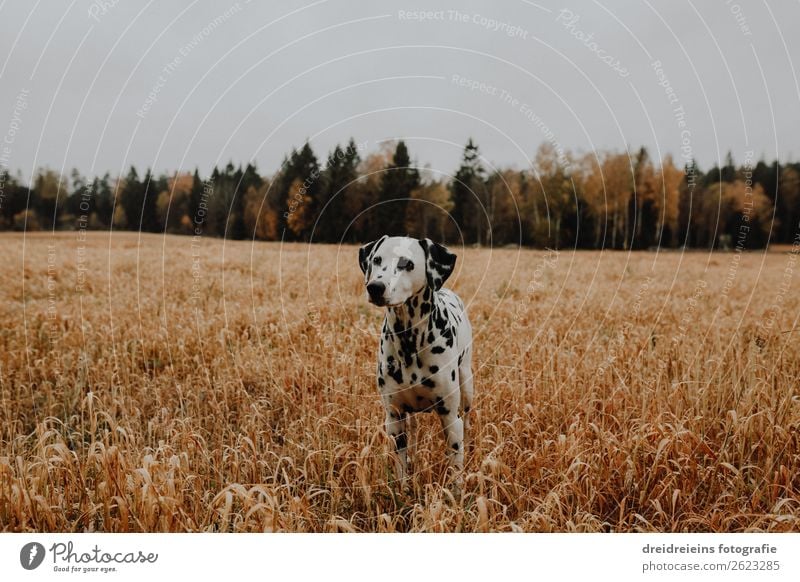 Hund Dalmatiner steht in Kornfeld Zentralperspektive Tag Farbfoto Treue Naturliebe Landwirtschaft Getreidefeld Idylle Erwartung Zufriedenheit Lebensfreude