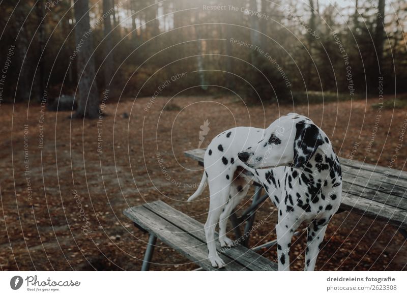 Dalmatiner Hund steht im Wald auf Bank mit Gegenlicht Natur Sonnenlicht Frühling Sommer Herbst Schönes Wetter Park Tier Haustier Erholung Blick stehen