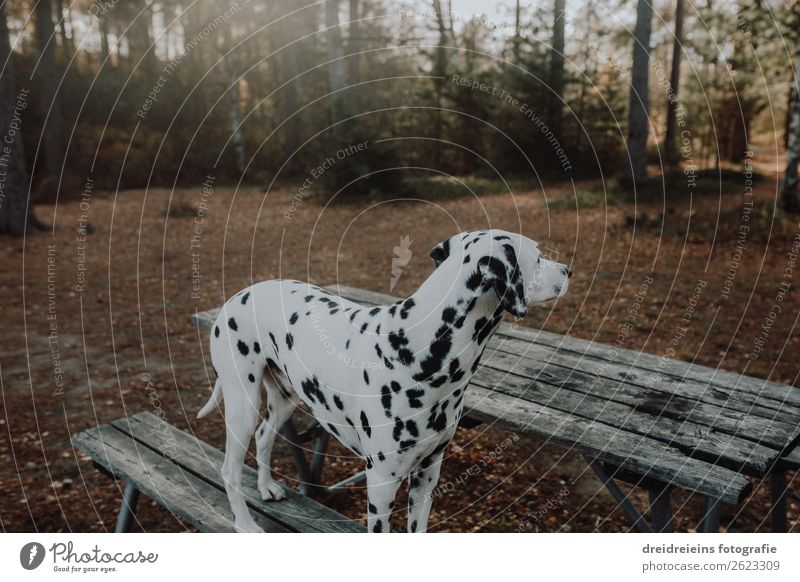 Dalmatiner Wald Bank warten Hund schuen gucken Parkbank Natur natürlich Haustür Hundespaziergang Waldspaziergang