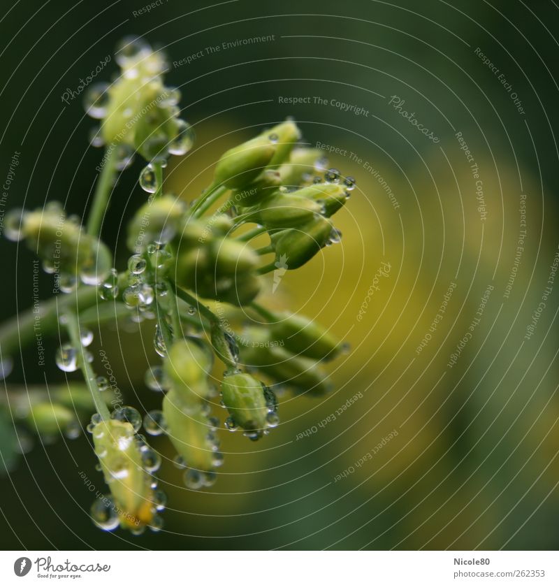 Regentropfen auf Raps Natur nass Rapsfeld Tau Wassertropfen zart grün Pflanze Blütenknospen frisch Farbfoto Außenaufnahme Makroaufnahme Menschenleer